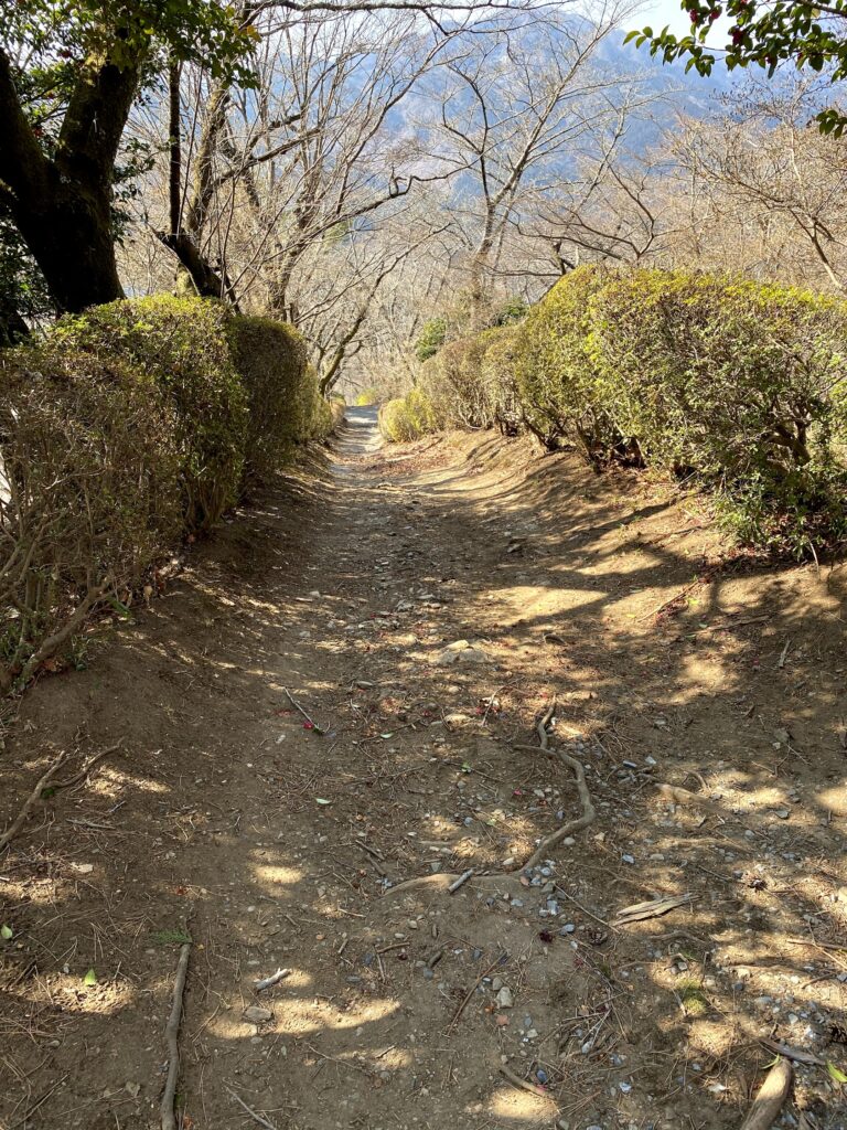 桜山公園　散策