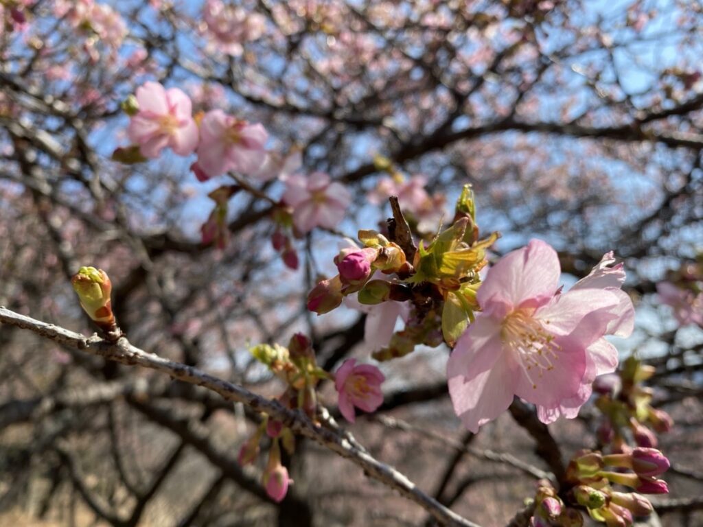 桜山公園　梅