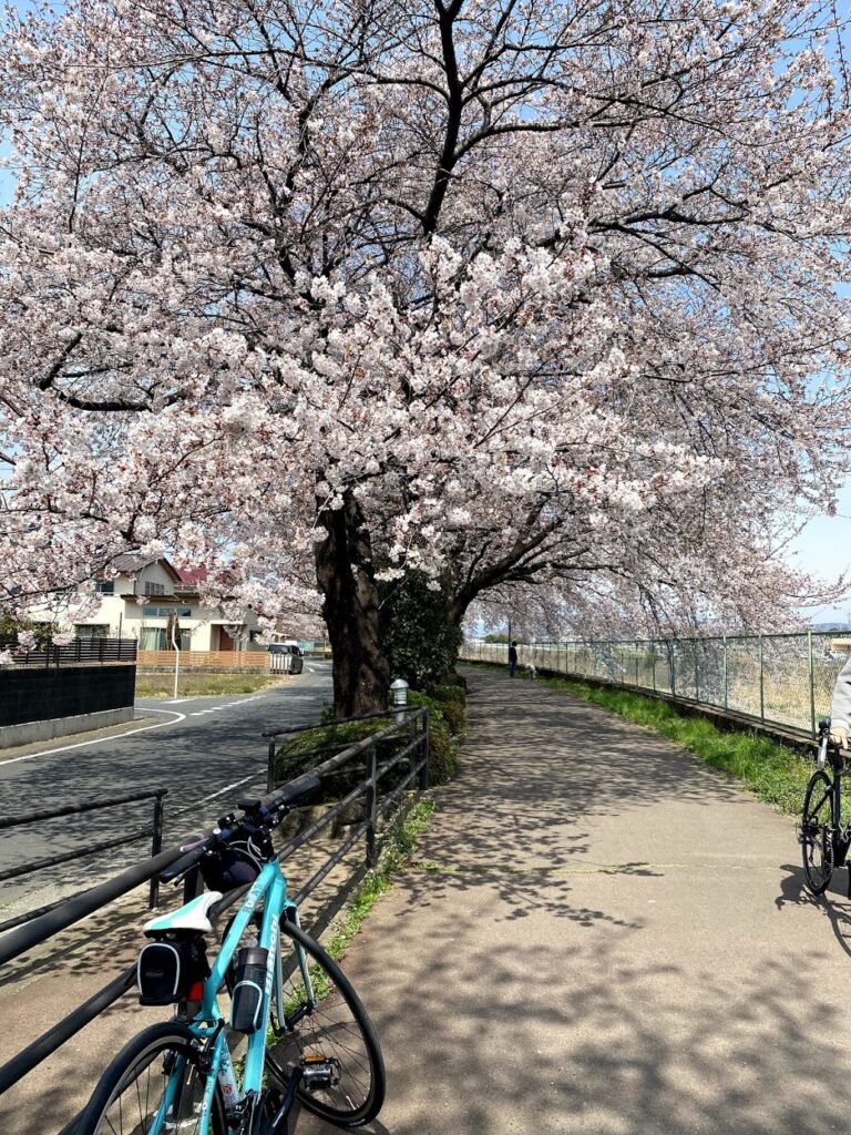 桃木川の桜