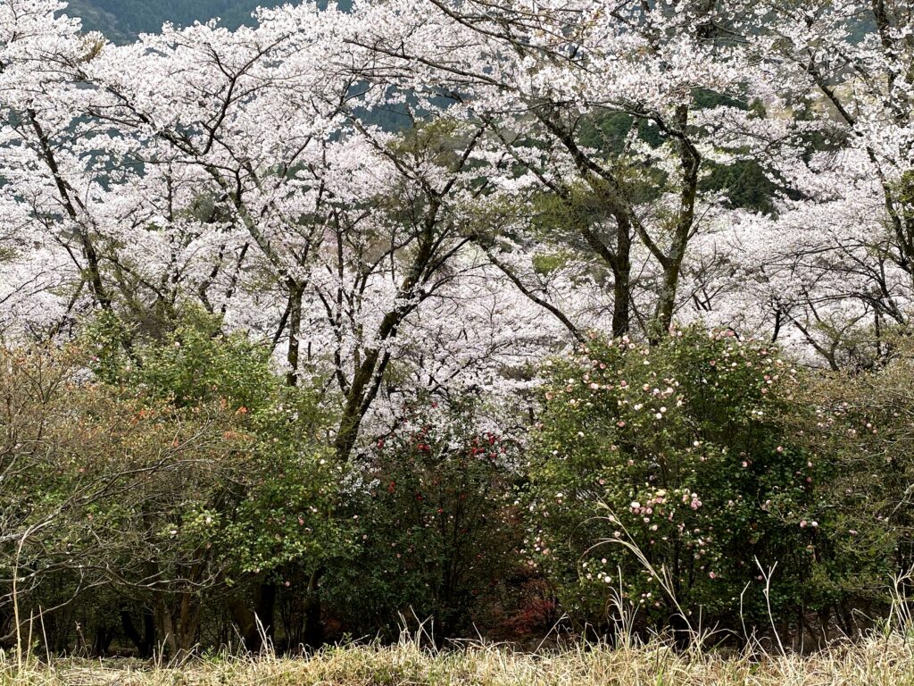 桜山公園　藤岡市鬼石　冬桜