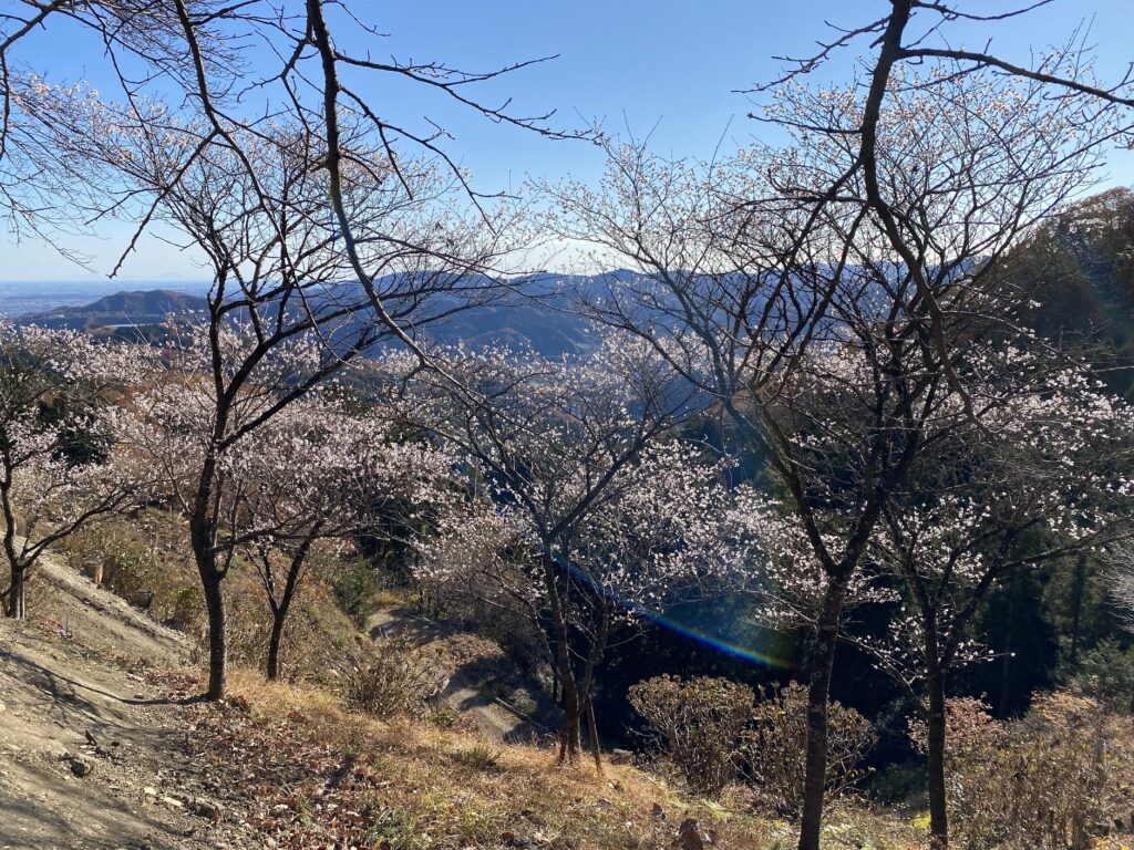 桜山公園 鬼石 冬桜