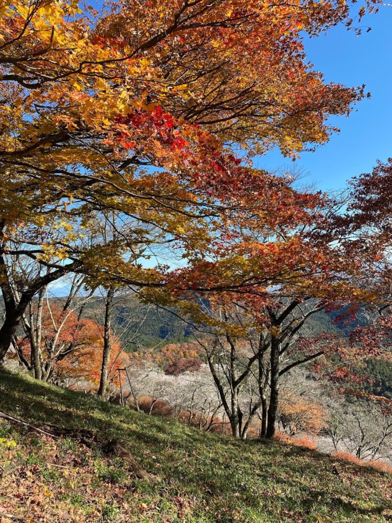 桜山公園 鬼石 冬桜