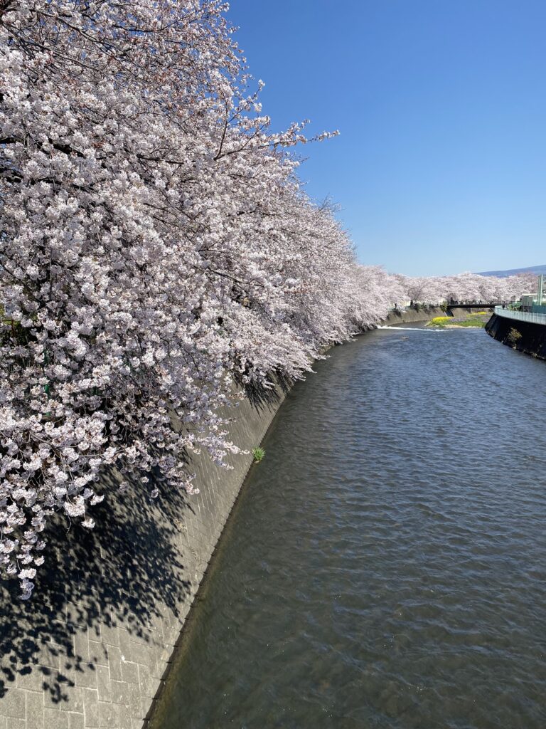 桃木川　桜
