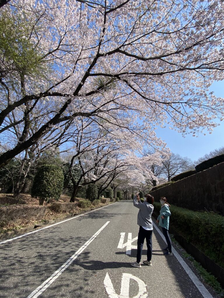 嶺公園　桜