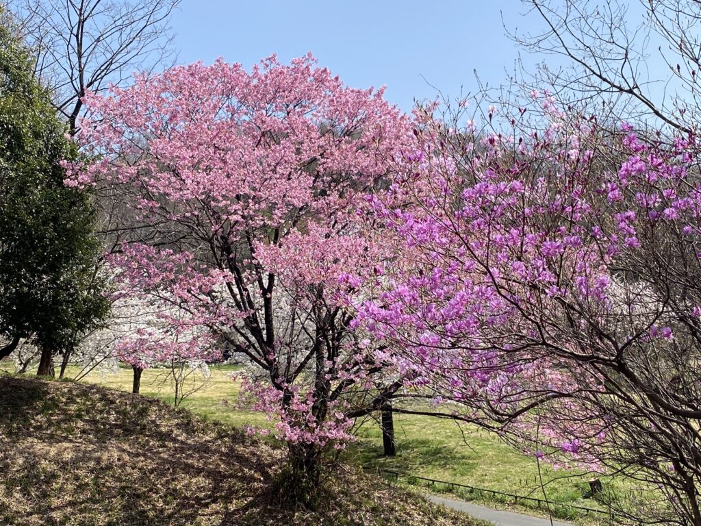 嶺公園　桜