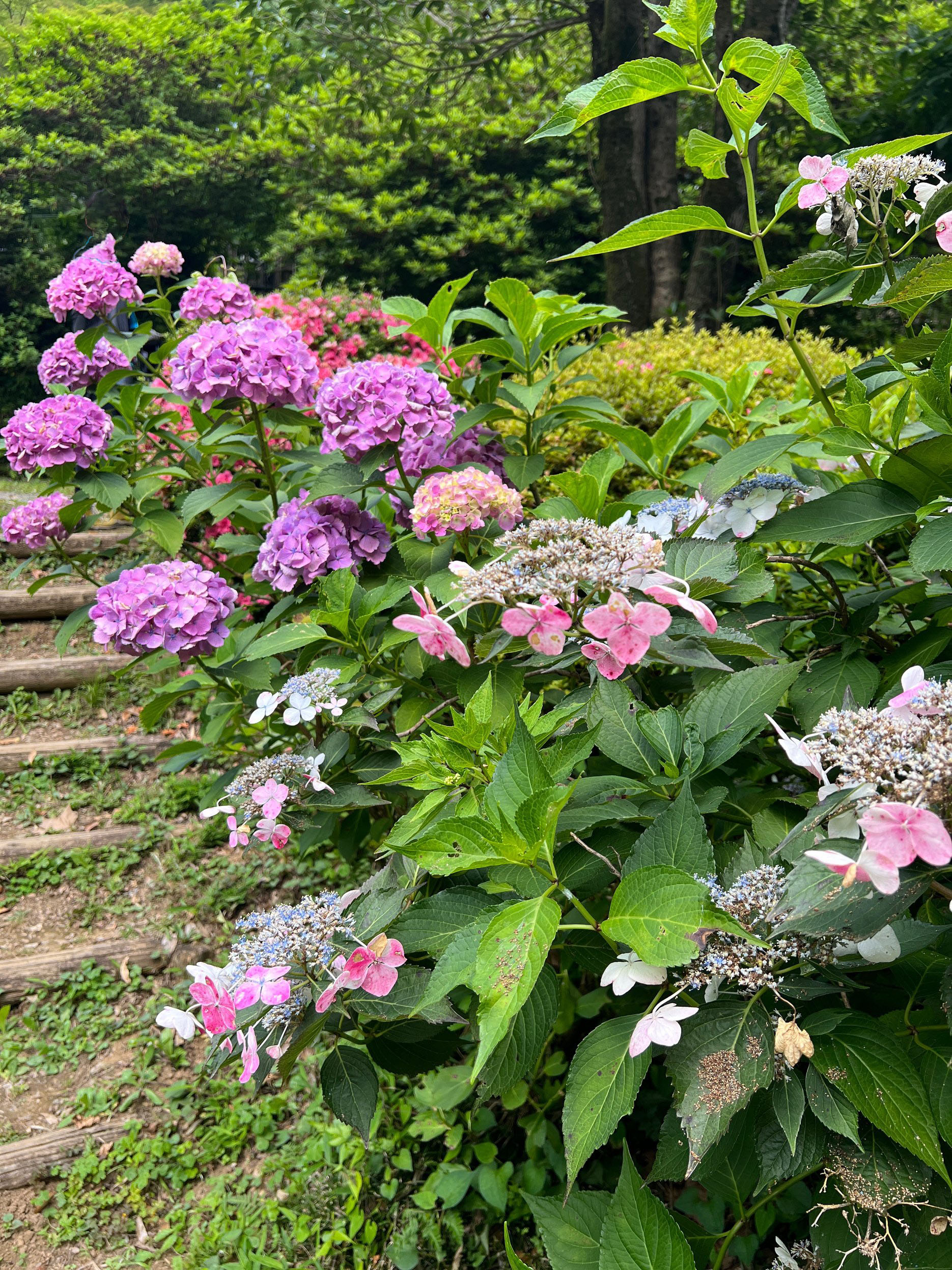 吾妻山紫陽花