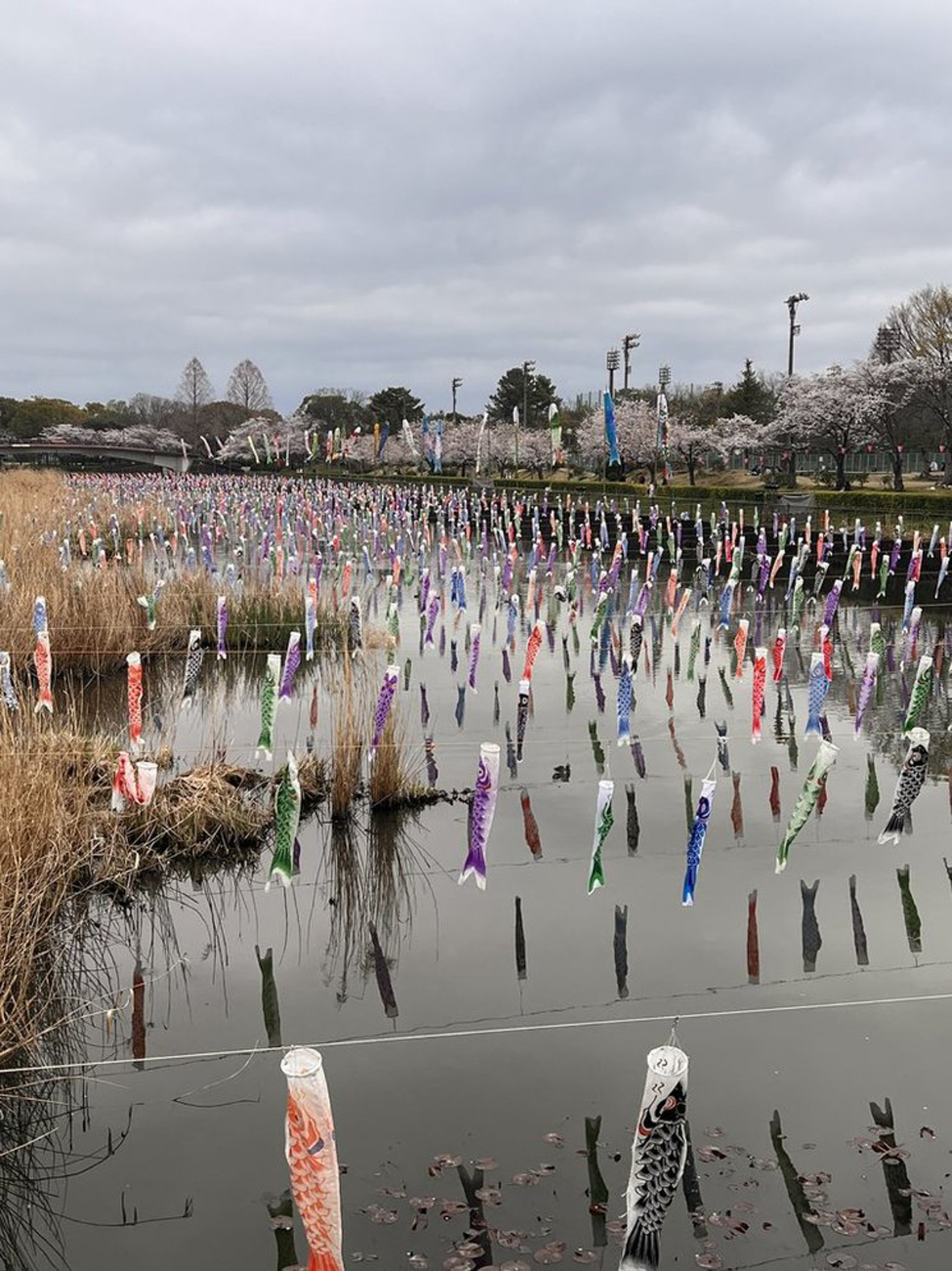 鶴生田川　さくらと鯉のぼり